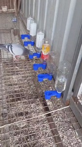 【全新包邮】鸽子小鸟饮水器用具水壶双口导水器自动饮水器喂水器