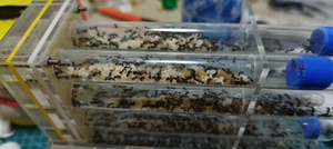 原生收获蚁蛹，原生蛹，纯蛹，30元55个，包邮