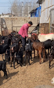 努比亚黑山羊头胎怀孕母羊努比亚种公羊羊羔活苗全国包邮