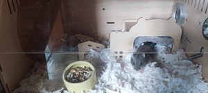 出侏儒仓鼠（两只，从20天开始一起养的，一只银狐，一只紫仓）