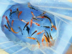 5-8厘米精品锦鲤鱼苗包邮纯种大正红白昭和小鱼活鱼小型观赏鱼
