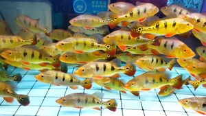 热带黄金虫纹巴西亚观赏鱼蓝帆眼斑三间鱼