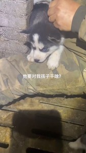 哈士奇小二哈纯种双蓝眼三把火幼犬，公母都有，两针疫苗两次驱虫