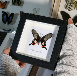 真蝴蝶标本  红珠凤蝶  5寸黑色玻璃方框