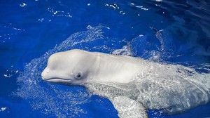 福州罗源湾海洋世界 罗源湾海底世界 含美人鱼表演 海豚表演