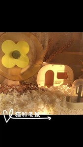 【全新造景笼】金丝熊仓鼠阳光别墅，58cm实木亚克力笼子