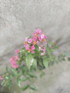 日本姬樱桃  盆口径12，不含盆高50，观花观果，适宜做盆景