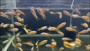 招财黄金斗鱼繁殖组，公6-7厘米母5-6厘米一对，一对23元