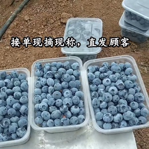 蓝莓5斤现摘新鲜蓝莓打果汁蓝莓酿酒蓝莓做果酱蓝莓散装中果12