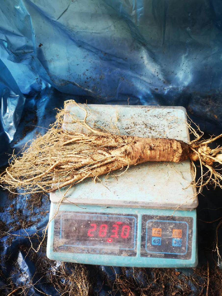 八年长白山鲜人参鲜参250克半斤