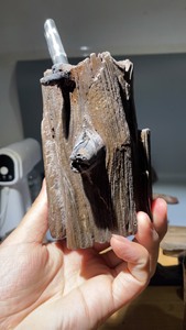 天然木化石笔筒 带树杈子 树秸子 木化石原石