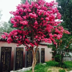 精品紫薇树苗美国红火箭庭院天鹅绒速生红火球盆栽百日红绿化工程