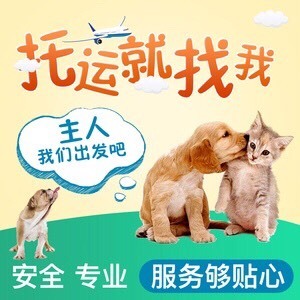 宠物托运服务 宠物托运顺风车 宠物托运杭州到北京天津河北山西