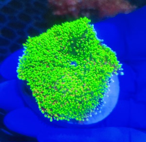 海水缸  人工珊瑚  绿毛菇