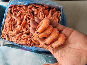 北极虾5kg