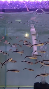 企鹅灯鱼 拐棍鱼 草缸群游小型灯科鱼 淡水鱼热带观赏鱼 批发