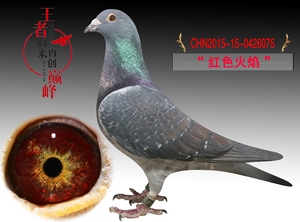 信鸽，杨阿腾黑钻“红色火焰”种母，超级种雌，功勋种鸽，冠军之