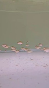 秘鲁水虎鱼 P属群邮水虎鱼 热带淡水观赏鱼 非秘鲁黑食 尾巴