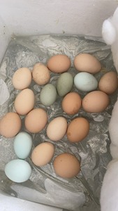 土鸡蛋，纯放养的，一共100多个母鸡，有九斤红，缅甸斗鸡，油