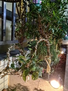 #绿植盆景 日本姬樱桃盆景，可开花，可结果，小花是粉色的，果