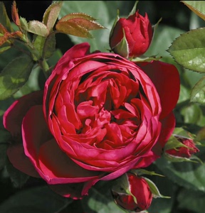 雅士谷月季花中大苗盆栽，Ascot也叫阿斯科特月季。2007