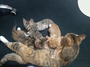 中华田园猫，小猫咪领养，免费领养，无偿领养