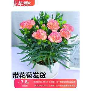 康乃馨盆栽花苗带花苞内阳台庭院花卉绿室植鲜花好养四季开花不断