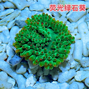 荧光绿海葵 原生小石葵25一头，好养又好看 全荧光绿尤海葵。