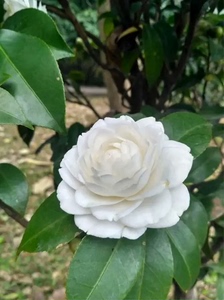 品种茶花白雪塔原生苗开白色没花苞在抽芽6年苗对版树型如图