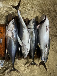 海捕活冻黄鳍金枪鱼柳鱼块鱼片，大鱼分割，营养爆棚！