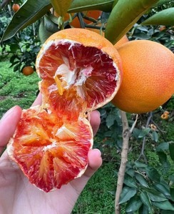 【10斤特大果】四川资中血橙新鲜果冻橙子塔罗科薄皮红橙当季孕