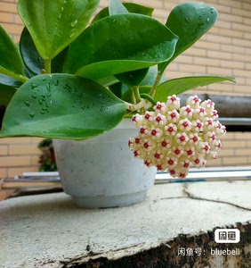 红粗蔓球兰，大花品种，花直径有15厘米，带一个梗，从大母本剪