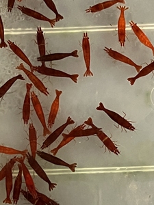 血红玛丽虾。颜色漂亮，红色透明1.5-2.0厘米，50只以上