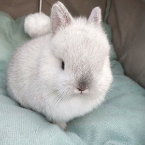 【包邮包活】侏儒兔垂耳兔小兔子活体活物宠物兔小型长不大凤眼猫