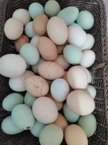 土鸡蛋2元一只，绿壳蛋是图三五黑鸡下的鸡蛋。
