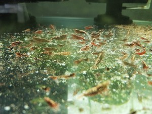 水晶虾红银河公虾，黑银河公虾，尺寸1.5以上，批发价8元每只