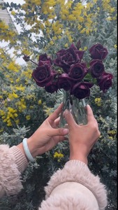 出售黑红色月季玫瑰“路易十四”中苗