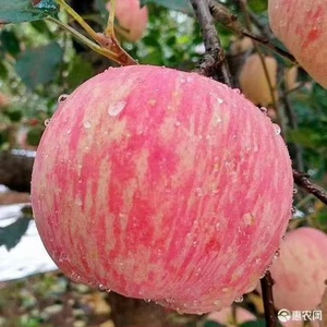 山西吉县壶口瀑布苹果