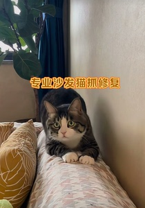 武汉猫抓皮革破损修复！租房子养猫抓坏房东家具维修！旧沙发床头