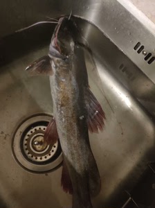 鱼塘刚钓的白胡子鱼（丝尾鳠）估计四五斤