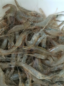 清水小河虾，低至22元一斤！满2斤包邮！生态河虾，新鲜美味。