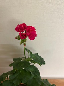 天竺葵，18cm口径红陶盆种植，去年春天购入，成功度过了重庆