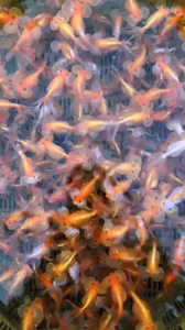 活金鱼观赏鱼冷水鱼红水泡花水泡黑水泡7-8公分