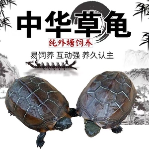 中华草龟苗批发小乌龟活体长寿龟宠物水龟金线龟活物龟墨龟草龟
