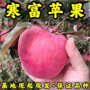 寒富苹果树苗 基地现起现发 东北耐寒新品种苹果树苗 辽宁果树