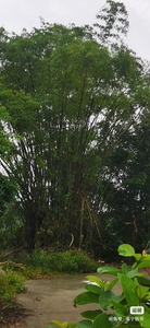 信宜山区大簕竹，十几年的老竹子，竹子密度大坚硬，竹板竹筒雕刻