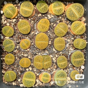 生石花C389黄花黄日轮玉成株10厘米黑方盆种植，3元一头整