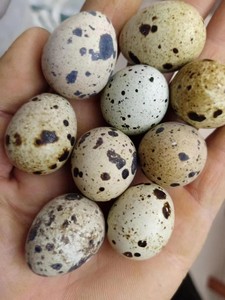 法国巨型沙维鹌鹑，黄沙维，白沙维，非洲黑，出壳苗，有受精种蛋