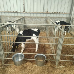 荷斯坦牛，奶牛黑白花牛，黑白花奶牛，