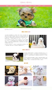 宠物犬-茶杯犬 9页面 犬科哺乳动物 世界上最小的犬种 宠物